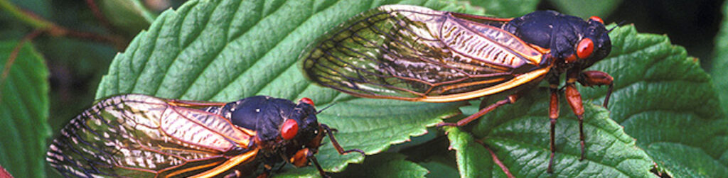 Image is of two cicadas with shimmering wings on green leaves.