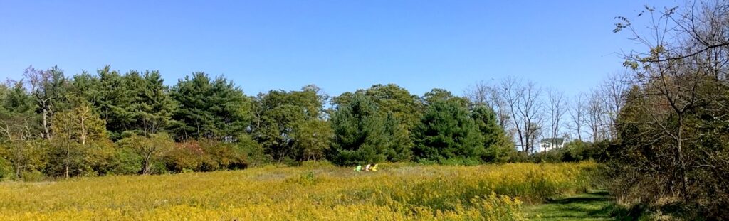 Image is of a meadow of goldenrod blooming in October, on the preserved Parks Woodland owned by Scott Dennison.