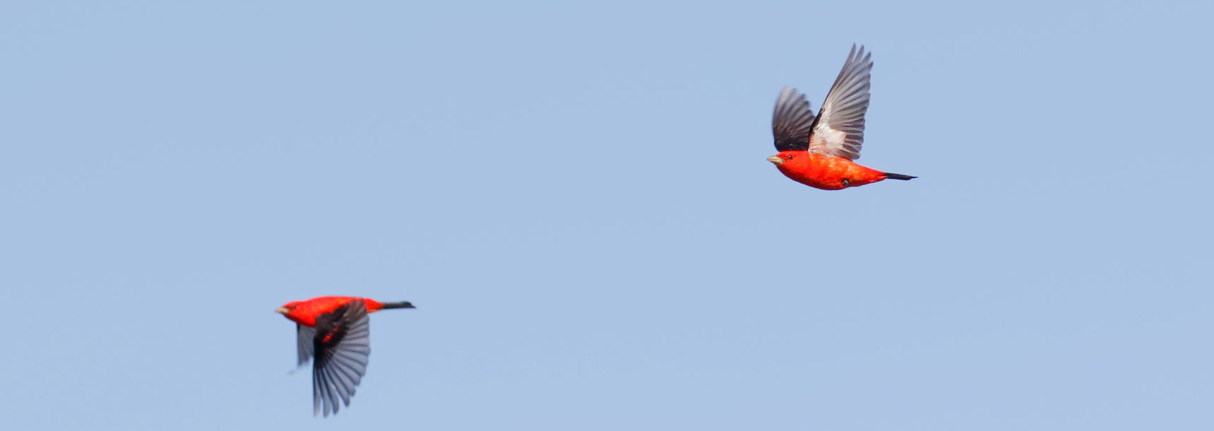 Image is of two Scarlet Tanager birds flying through a blue sky.