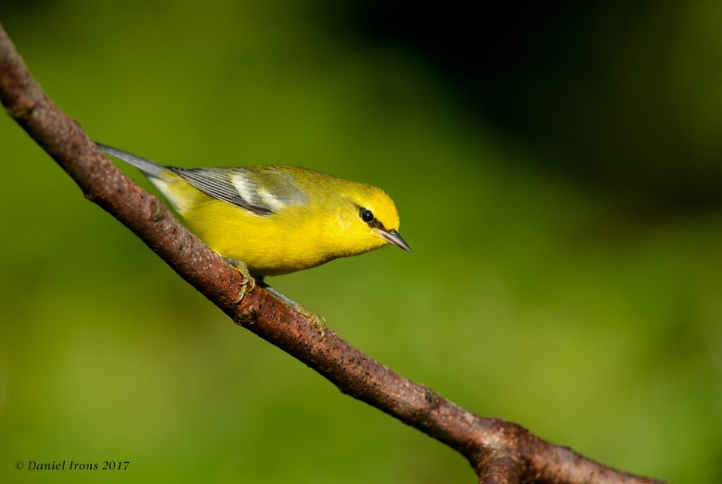 Image is of a Blue-winged Warbler, perched on a branch against a background of green foliage.