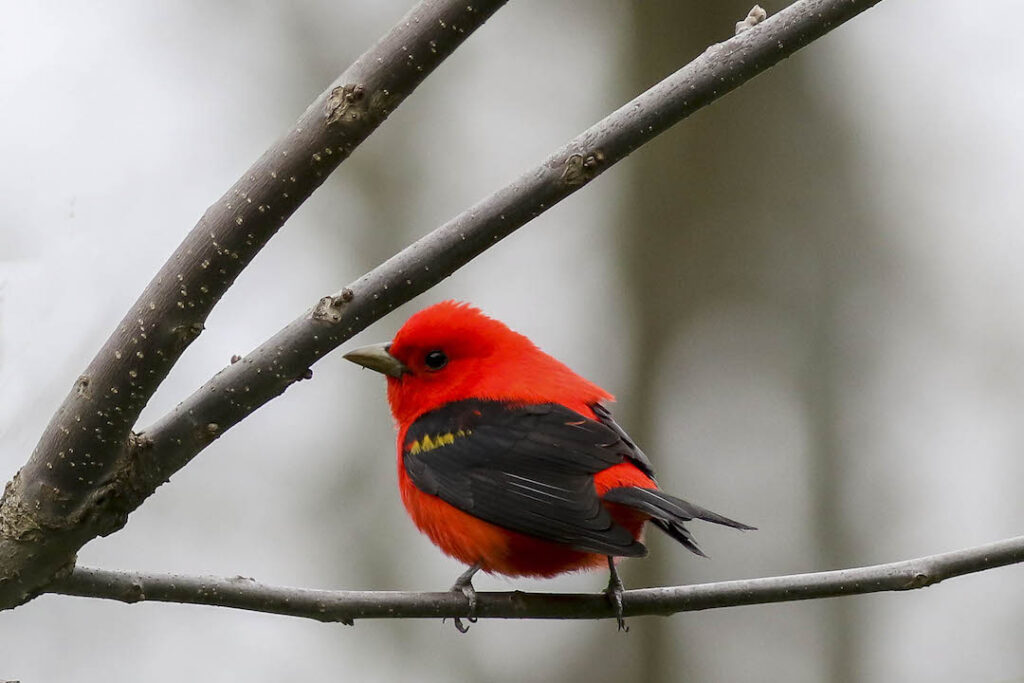 Image is of a bright red bird, a Scarlet Tanager, perched on a branch against a grey background.